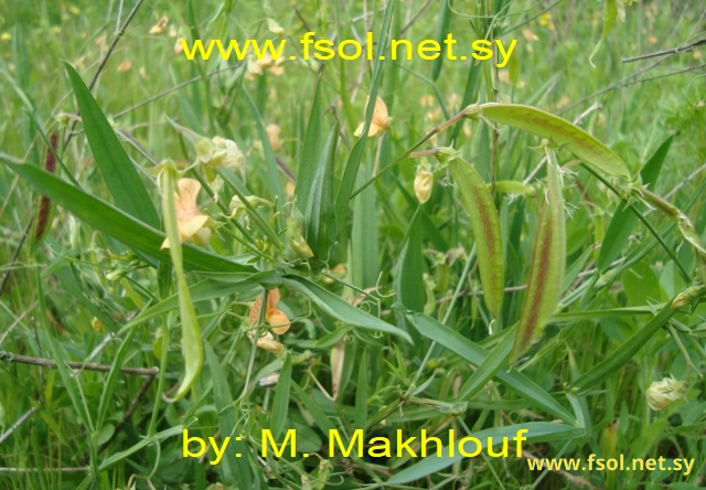 Lathyrus heirosolymitanus Boiss.